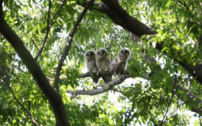 自然・生物多様性の保全
